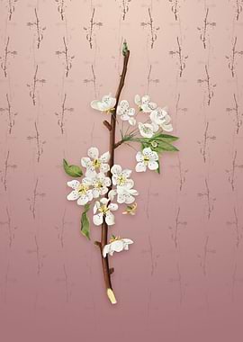 Musky Pear on Dusty Pink