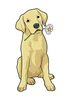 Labrador Daisy
