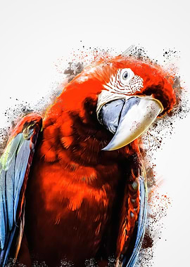 Scarlet macaws