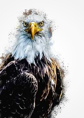 American Bald Eagle