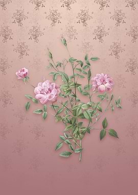 Vintage Dwarf Rosebush