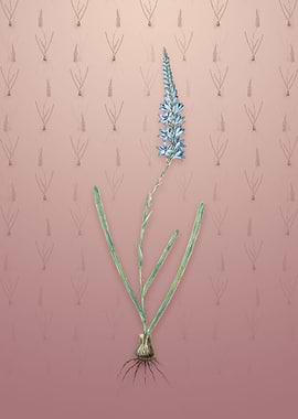 Vintage Ixia Cepacea