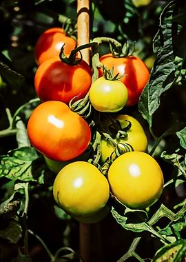 tomatoes
