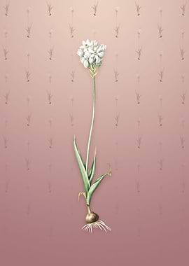 Vintage Chincherinchee