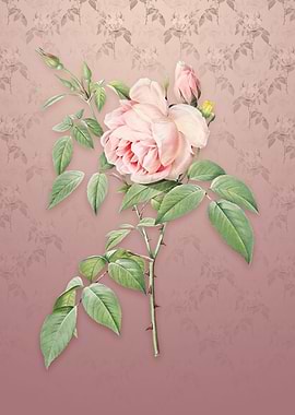 Vintage Fragrant Rosebush