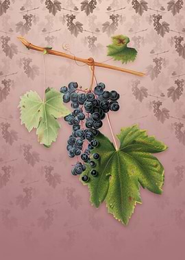 Vintage Grape Colorino