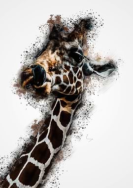 Reticulated giraffe