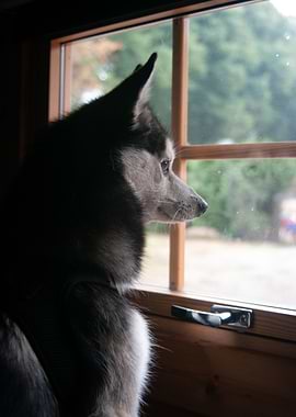 Loki looking out window