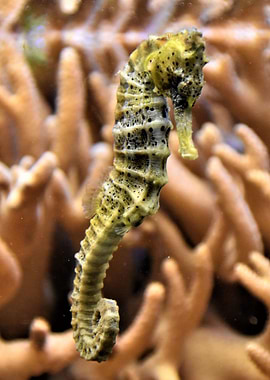 camouflage seahorse