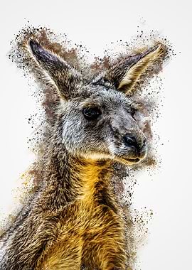 Grey Kangaroo