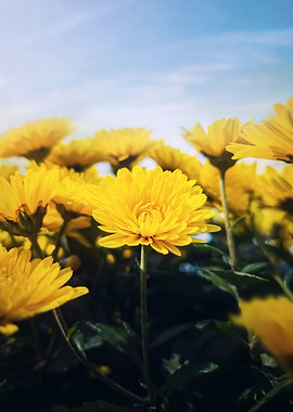 Nature yellow chrysanths