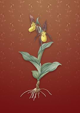 Ladys Slipper Orchid