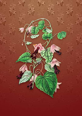 Twinning Red Cloak Flower