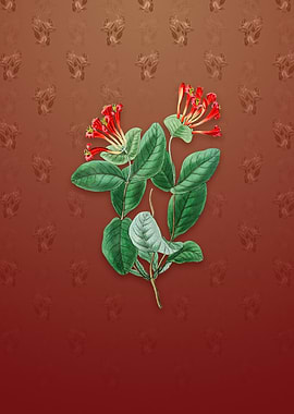 North West Honeysuckle