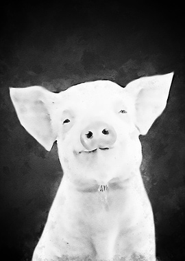 Black White Pig