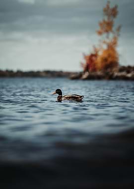 The Floating Duck
