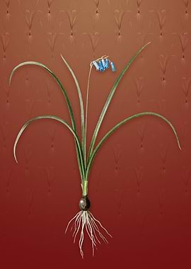 Brimeura on Falu Red