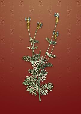 Vintage Spanish Lavender