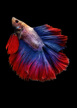 Betta Fish