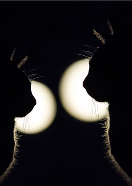 cats love moon
