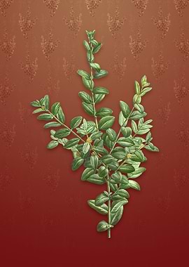 Vintage Boxwood Bush