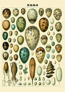 EGGS OF NATURE