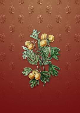 Aronia Thorn Flower on Red