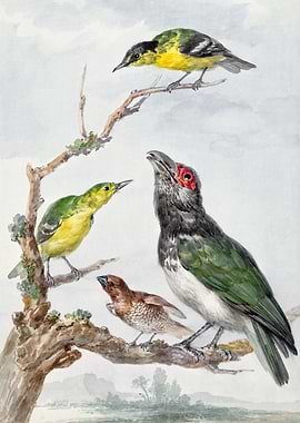 Four Different Birds