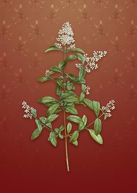 Vintage Wild Privet on Red