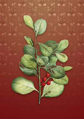 Lingonberry Evergreen