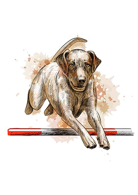 Labrador retriever jumping