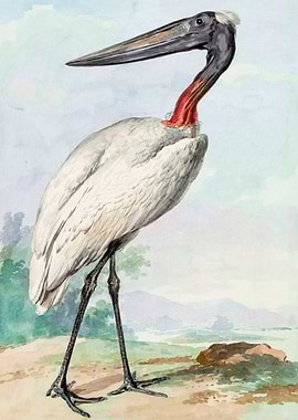 Jabiru 1770 painting