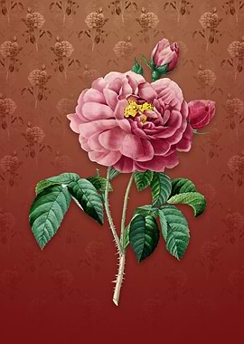Vintage Gallic Rose on Red