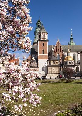 Cracow Castle Magnolias