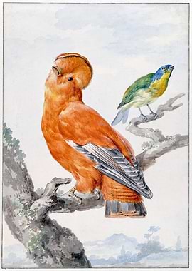 Two Exotic Birds 1762