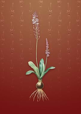 Vintage Scilla Obtusifolia