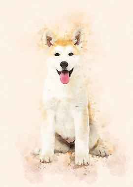 Akita inu Dog