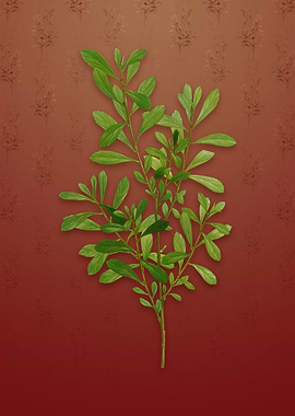 Bog Myrtle on Falu Red