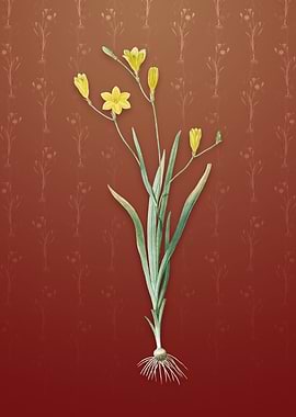 Vintage Ixia Bulbifera