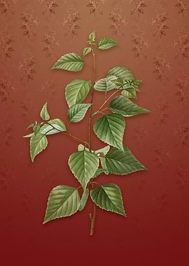 Vintage Black Birch on Red