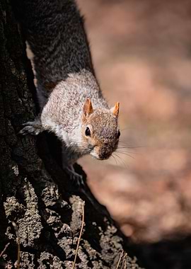 squirrel in Central Park