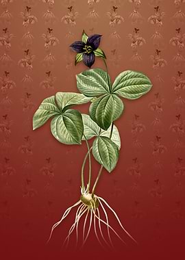 Trillium Rhomboideum