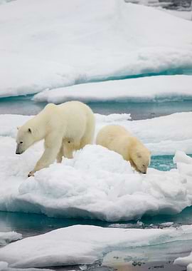 Polar bear with cub