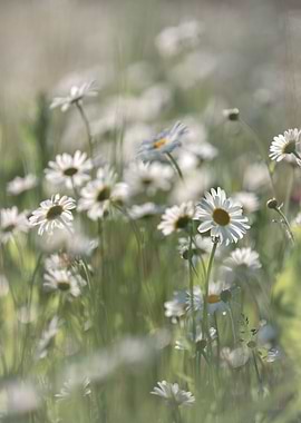 Camomiles in the meadow