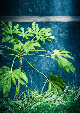 Portogallo Blue Fernes