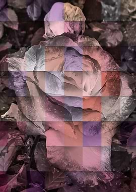 Monochrome chekered rose