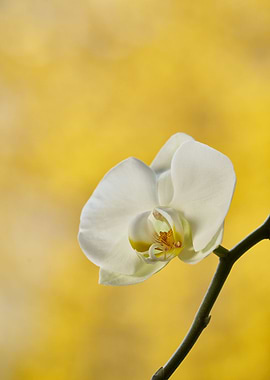 Single white Cherry Blossm