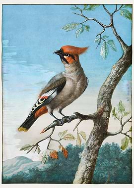 Bird Study painting 1700