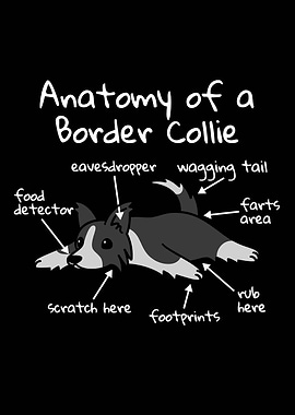 Anatomy Of A Border Collie