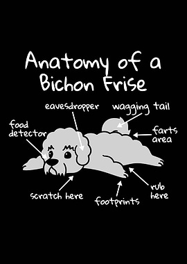 Bichon Frise Anatomy